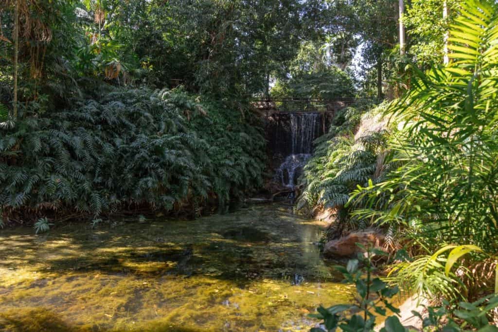 A small waterfall cascades into a shallow, clear pond surrounded by dense tropical plants and trees, creating a serene jungle scene.