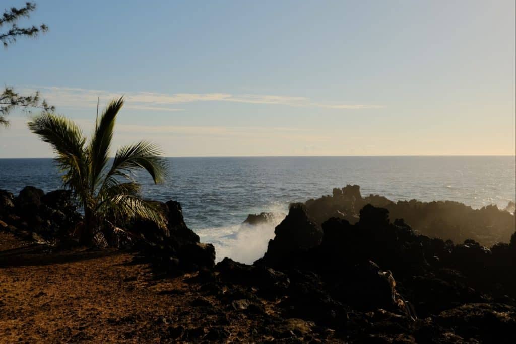 Rocky volcanic coastline with a lone palm tree and crashing waves under a clear blue sky, bathed in late afternoon light.