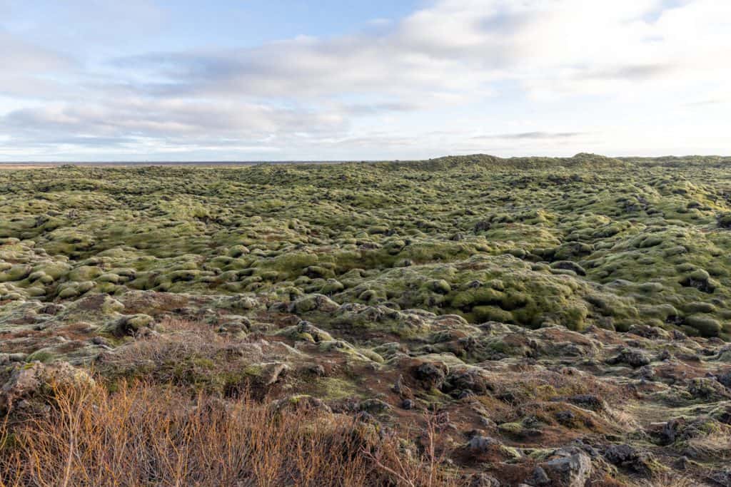 A vast field of moss-covered lava rocks stretches to the horizon under a bright sky, creating a surreal, bumpy green landscape. Walking through Iceland’s lava fields is one of the more unique and peaceful things to do in Iceland.